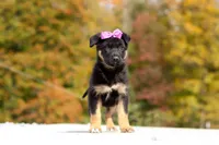 Renae, a female German Shepherd Dog for sale in Millersburg, OH – 6 of 10