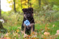 Richard, a male German Shepherd Dog for sale in Millersburg, OH – 3 of 6