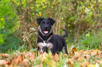 Randy, a male German Shepherd Dog for sale in Millersburg, OH – 8 of 10
