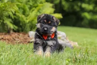 Buddy, a male German Shepherd Dog for sale in Millersburg, OH – 5 of 7