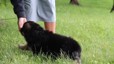 Bruiser, a male German Shepherd Dog for sale in Millersburg, OH – 6 of 8
