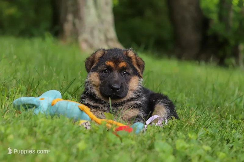 Briella – German Shepherd Dog puppy for sale in Millersburg, OH