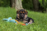 Briella, a female German Shepherd Dog for sale in Millersburg, OH – 1 of 9