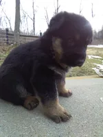 Alex, a male German Shepherd Dog for sale in Millersburg, OH – Photo 5 of 7