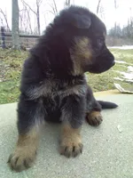 Alex, a male German Shepherd Dog for sale in Millersburg, OH – Photo 4 of 7