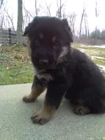 Alex, a male German Shepherd Dog for sale in Millersburg, OH – Photo 3 of 7