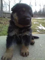 Alex, a male German Shepherd Dog for sale in Millersburg, OH – Photo 1 of 7