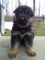 Alex, a male German Shepherd Dog for sale in Millersburg, OH – Photo 2 of 7