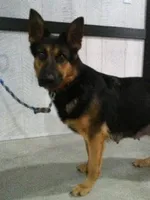 Alex, a male German Shepherd Dog for sale in Millersburg, OH – Photo 7 of 7