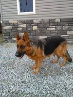 Bruiser, a male German Shepherd Dog for sale in Millersburg, OH – 8 of 8