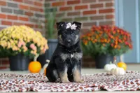 Molly, a female German Shepherd Dog for sale in Millersburg, OH – 4 of 10
