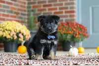 Mikah, a male German Shepherd Dog for sale in Millersburg, OH – 2 of 8