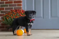 Matthias, a male German Shepherd Dog for sale in Millersburg, OH – 6 of 9