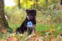 Richard, a male German Shepherd Dog for sale in Millersburg, OH – 4 of 6