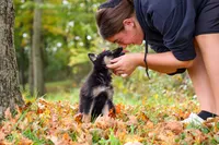 Renita, a female German Shepherd Dog for sale in Millersburg, OH – 5 of 6
