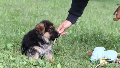 Briella, a female German Shepherd Dog for sale in Millersburg, OH – 8 of 9