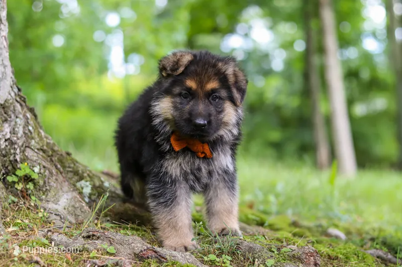 Brian – German Shepherd Dog puppy for sale in Millersburg, OH
