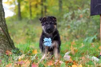 Richard, a male German Shepherd Dog for sale in Millersburg, OH – 5 of 6