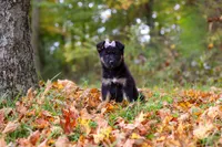 Rhonda, a female German Shepherd Dog for sale in Millersburg, OH – 4 of 8