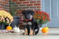 Majestic, a male German Shepherd Dog for sale in Millersburg, OH – 3 of 7