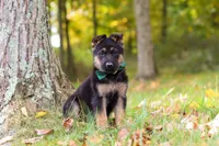 Rocket, a male German Shepherd Dog for sale in Millersburg, OH – 3 of 7