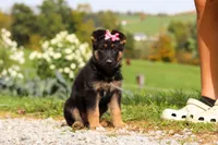 Rachelle, a female German Shepherd Dog for sale in Millersburg, OH – 2 of 7
