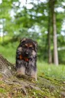 Brian, a male German Shepherd Dog for sale in Millersburg, OH – 7 of 10
