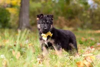 Ryan, a male German Shepherd Dog for sale in Millersburg, OH – 3 of 7