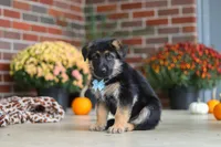 Miles, a male German Shepherd Dog for sale in Millersburg, OH – 4 of 9