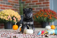 Molly, a female German Shepherd Dog for sale in Millersburg, OH – 7 of 10