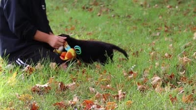 Ronnie, a male German Shepherd Dog for sale in Millersburg, OH – 5 of 6