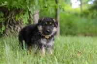Bruiser, a male German Shepherd Dog for sale in Millersburg, OH – 5 of 8