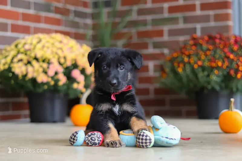 Matthias – German Shepherd Dog puppy for sale in Millersburg, OH
