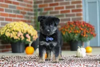 Mikah, a male German Shepherd Dog for sale in Millersburg, OH – 6 of 8