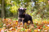 Rosalie, a female German Shepherd Dog for sale in Millersburg, OH – 4 of 8