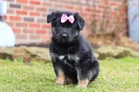 Avery, a female German Shepherd Dog for sale in Millersburg, OH – Photo 2 of 7