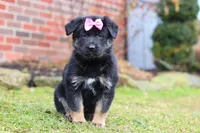 Avery, a female German Shepherd Dog for sale in Millersburg, OH – Photo 3 of 7