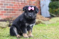 Avery, a female German Shepherd Dog for sale in Millersburg, OH – Photo 5 of 7