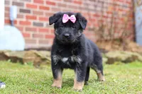 Avery, a female German Shepherd Dog for sale in Millersburg, OH – Photo 1 of 7