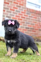 Avery, a female German Shepherd Dog for sale in Millersburg, OH – Photo 4 of 7