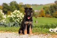 Rachelle, a female German Shepherd Dog for sale in Millersburg, OH – 1 of 7