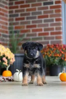 Majestic, a male German Shepherd Dog for sale in Millersburg, OH – 4 of 7