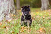 Rocket, a male German Shepherd Dog for sale in Millersburg, OH – 5 of 7