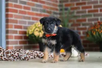 Majestic, a male German Shepherd Dog for sale in Millersburg, OH – 6 of 7