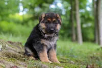 Briella, a female German Shepherd Dog for sale in Millersburg, OH – 6 of 9