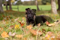 Ryan, a male German Shepherd Dog for sale in Millersburg, OH – 4 of 7