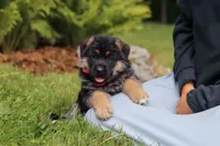 Buddy, a male German Shepherd Dog for sale in Millersburg, OH – 2 of 7