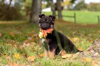 Ryan, a male German Shepherd Dog for sale in Millersburg, OH – 1 of 7