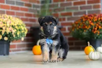 Mason, a male German Shepherd Dog for sale in Millersburg, OH – 4 of 10