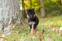 Rocket, a male German Shepherd Dog for sale in Millersburg, OH – 6 of 7